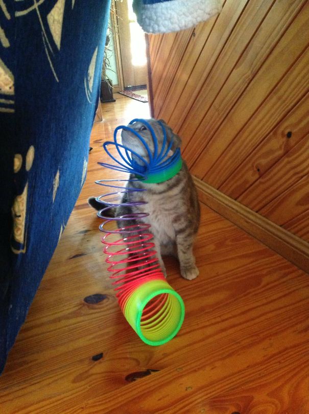 gatos-cometiendo-errores (18)