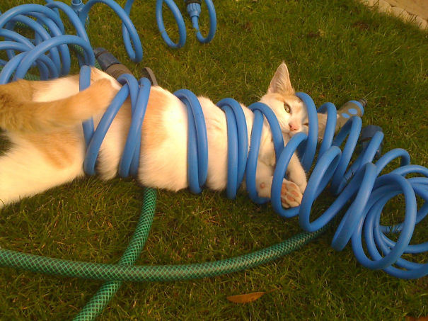 gatos-cometiendo-errores (19)
