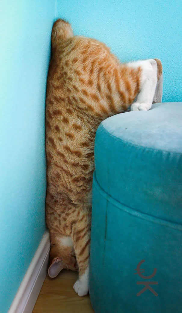 gatos-cometiendo-errores (44)