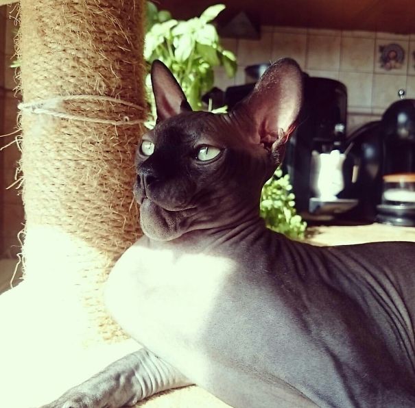 gatos-con-picaduras-de-abejas (13)