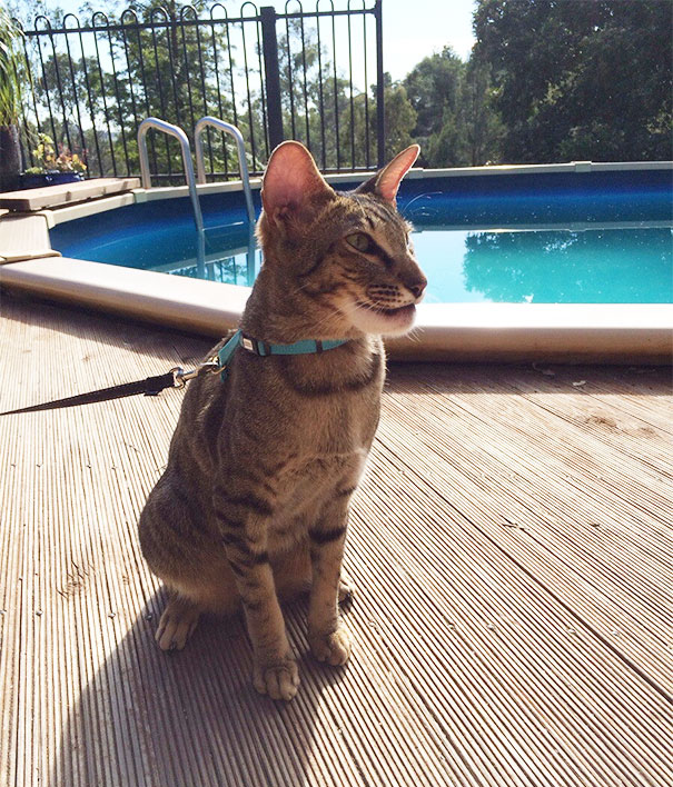 gatos-con-picaduras-de-abejas (3)