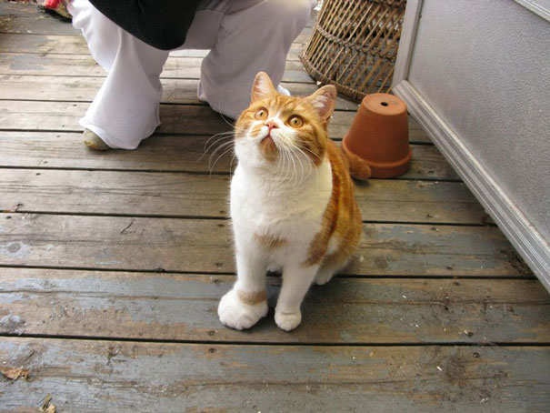 gatos-con-picaduras-de-abejas (6)