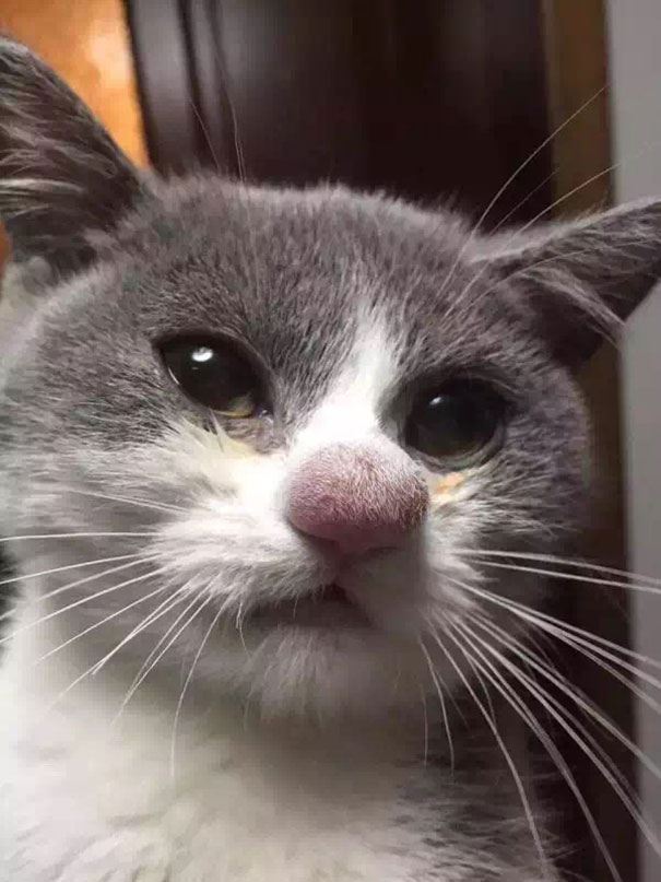gatos-con-picaduras-de-abejas (7)