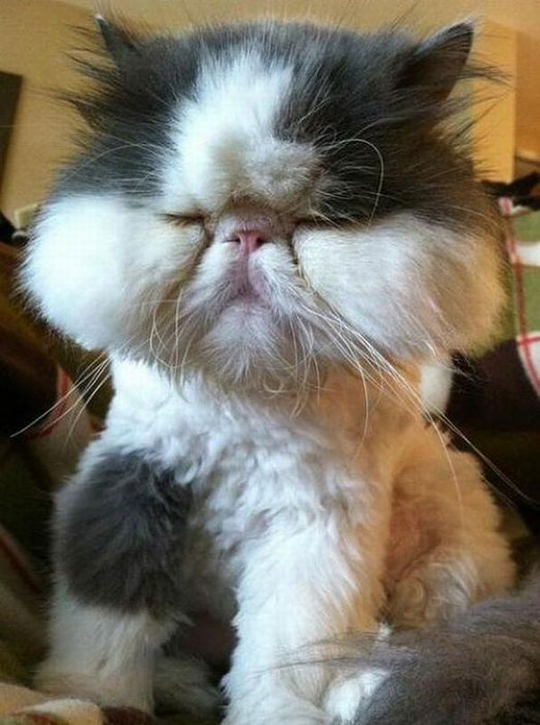 gatos-con-picaduras-de-abejas (8)