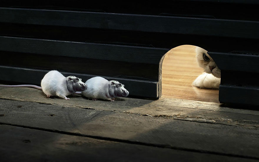 hibridos-animales (3)