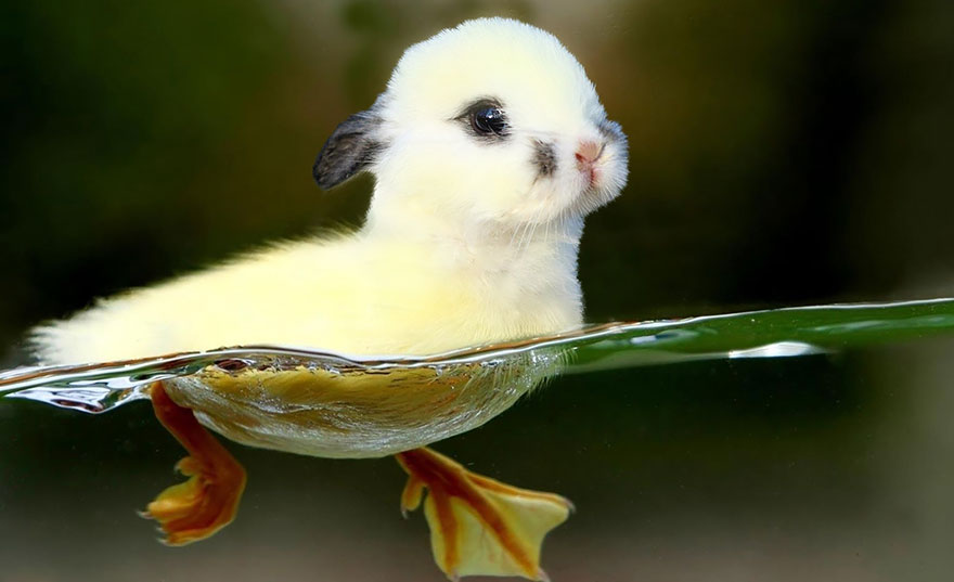 hibridos-animales (4)