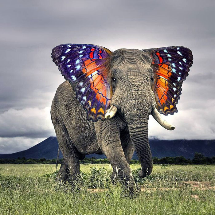 15 Extraños animales híbridos creados con photoshop
