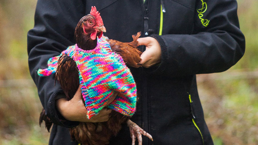 jerseis-lana-gallinas-rescatadas-nicola-congdon-cornwall (1)