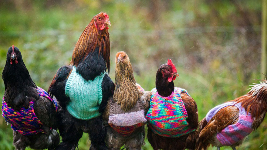 jerseis-lana-gallinas-rescatadas-nicola-congdon-cornwall (2)