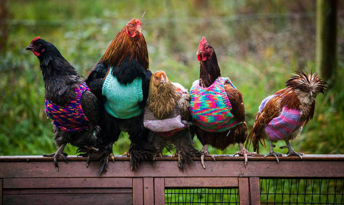 Diminutos jerséis tejidos a mano para dar calor a estas gallinas rescatadas
