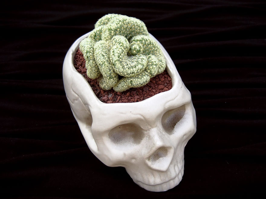 macetas-creativas-plantas (22)