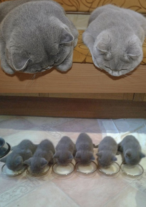 orgullosas-mamas-gato (1)