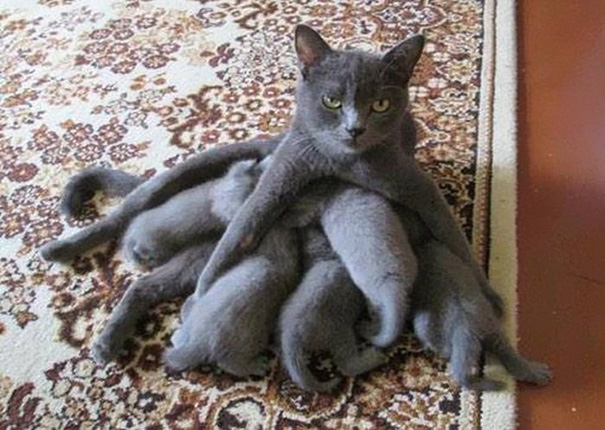 orgullosas-mamas-gato (10)