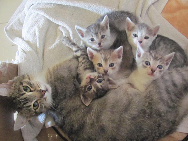 orgullosas-mamas-gato (11)