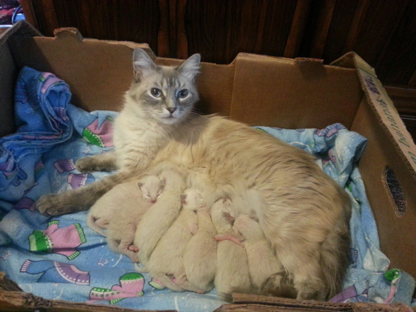 orgullosas-mamas-gato (14)