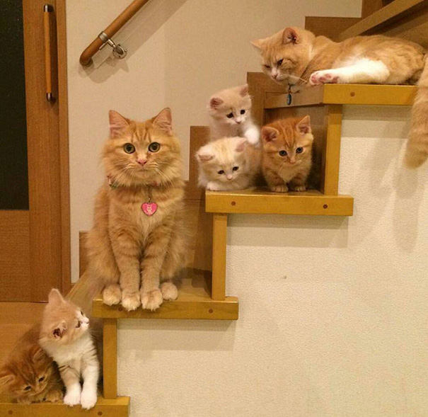 orgullosas-mamas-gato (17)