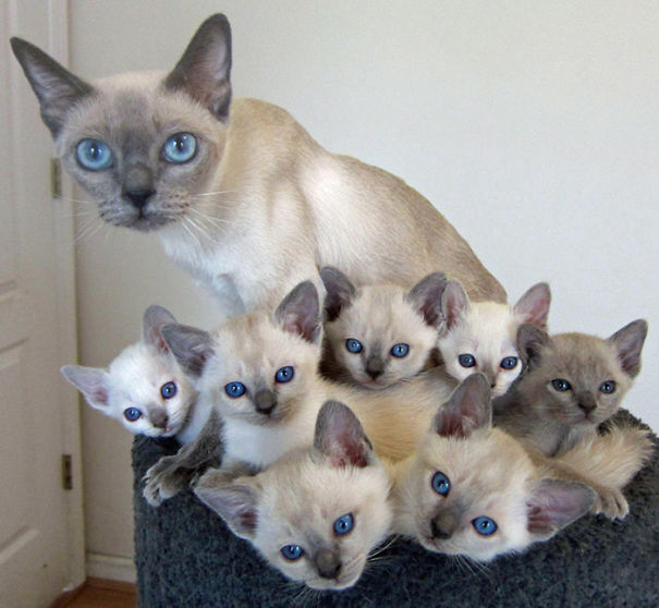 orgullosas-mamas-gato (2)