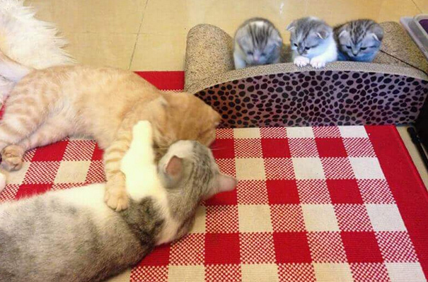 orgullosas-mamas-gato (3)