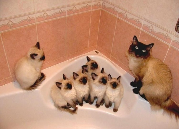 orgullosas-mamas-gato (5)