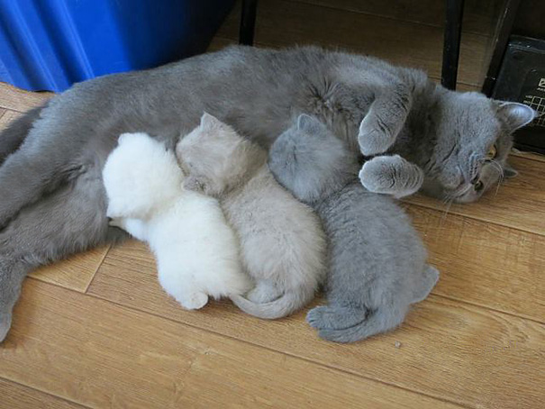 orgullosas-mamas-gato (6)