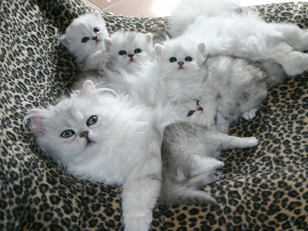 orgullosas-mamas-gato (7)