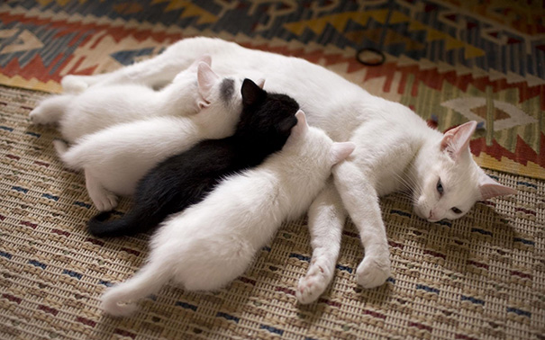 orgullosas-mamas-gato (8)