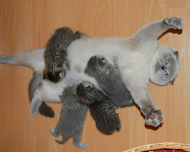 orgullosas-mamas-gato (9)