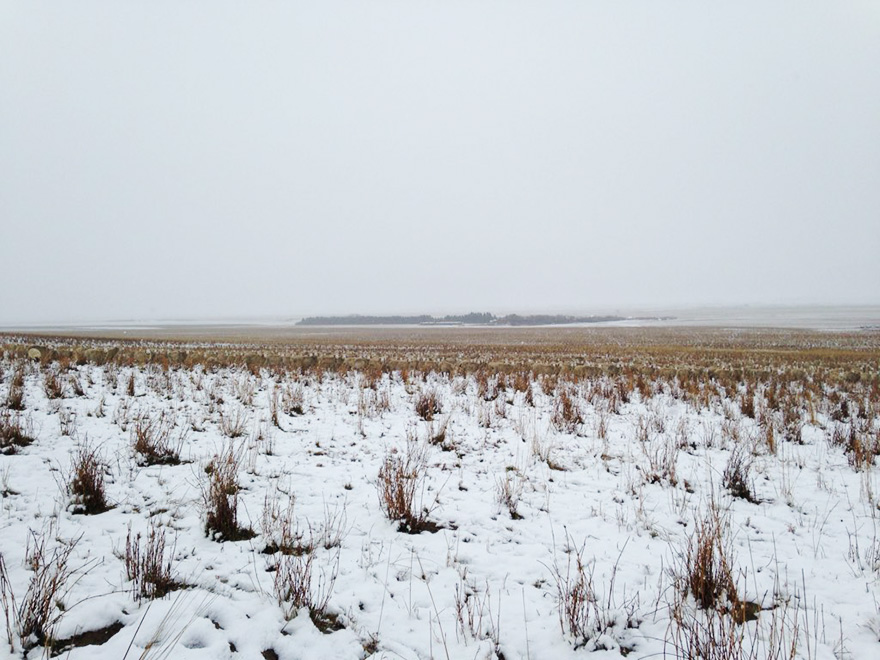 ovejas-camufladas-campo-liezel-kennedy (1)