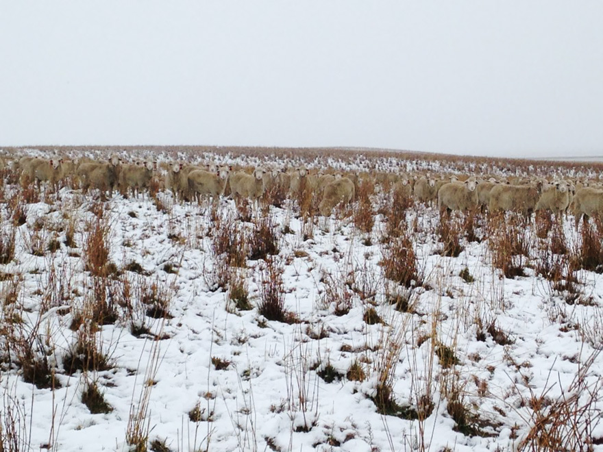 ovejas-camufladas-campo-liezel-kennedy (2)
