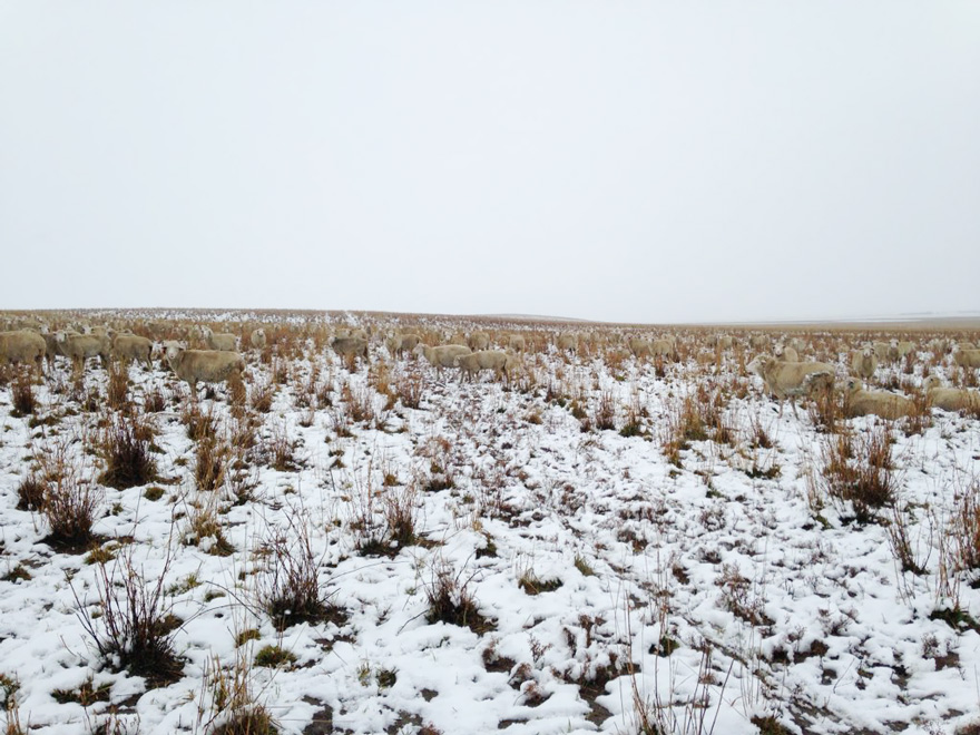 ovejas-camufladas-campo-liezel-kennedy (3)