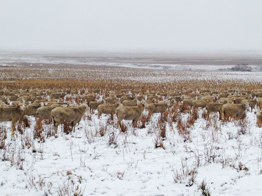 ovejas-camufladas-campo-liezel-kennedy (4)