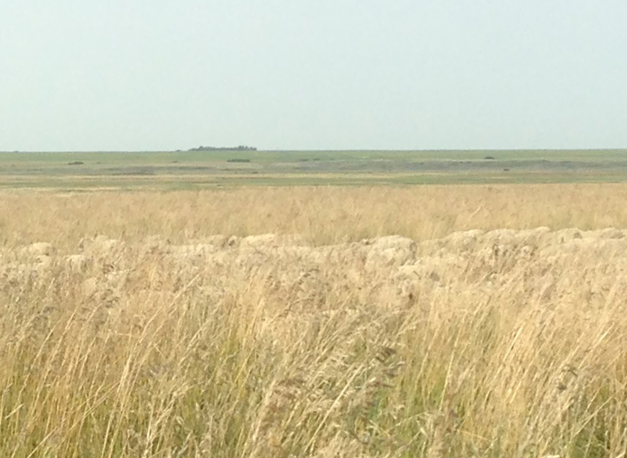 ovejas-camufladas-campo-liezel-kennedy (5)