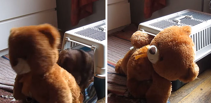 Este terco perro salchicha intenta meter su peluche gigante en su transportín