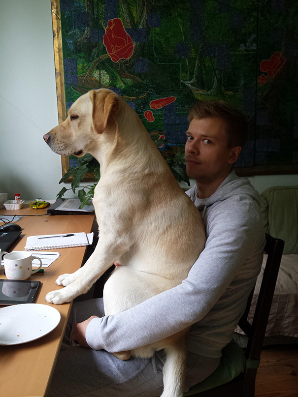 perros-violando-espacio-personal (1)
