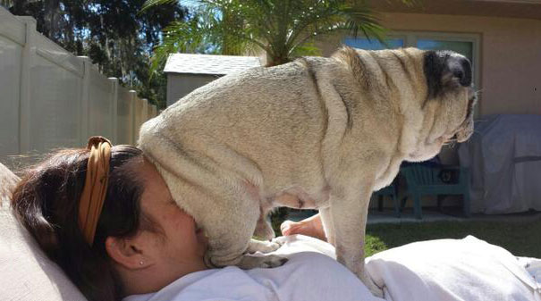 perros-violando-espacio-personal (8)