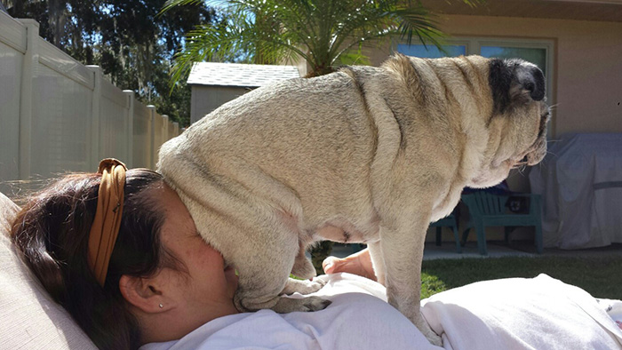20 Perros que no se preocupan por tu espacio personal