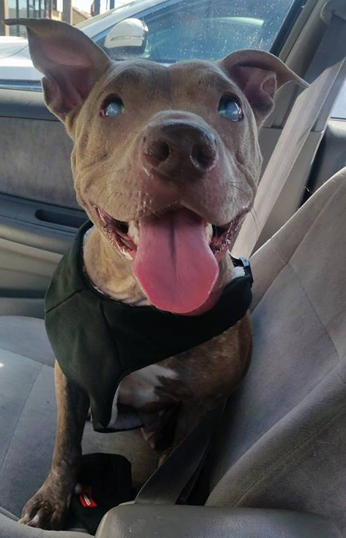 poly-perro-pitbull-ciego-abandonado-rescatado (1)