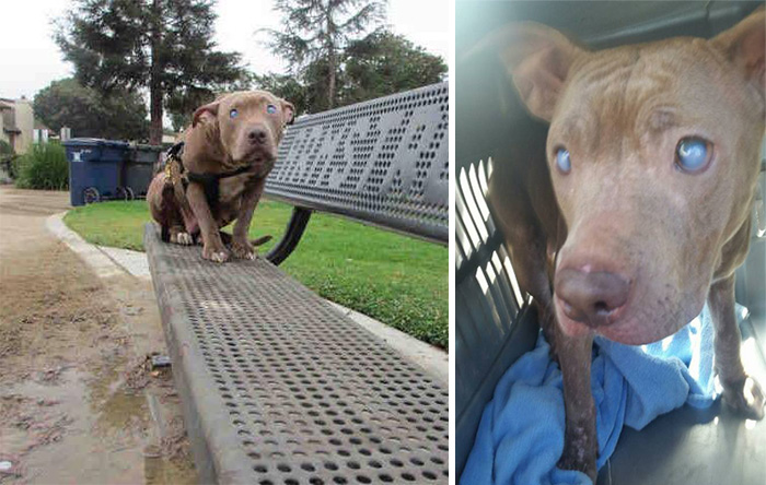 poly-perro-pitbull-ciego-abandonado-rescatado (10)