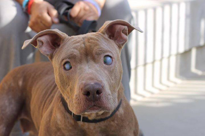 poly-perro-pitbull-ciego-abandonado-rescatado (3)