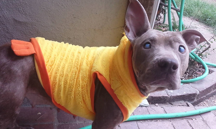 poly-perro-pitbull-ciego-abandonado-rescatado (4)