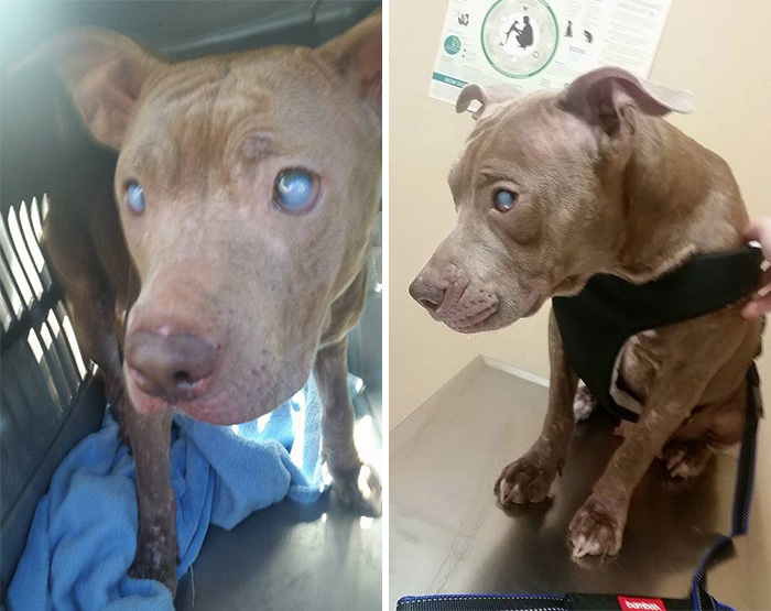poly-perro-pitbull-ciego-abandonado-rescatado (6)