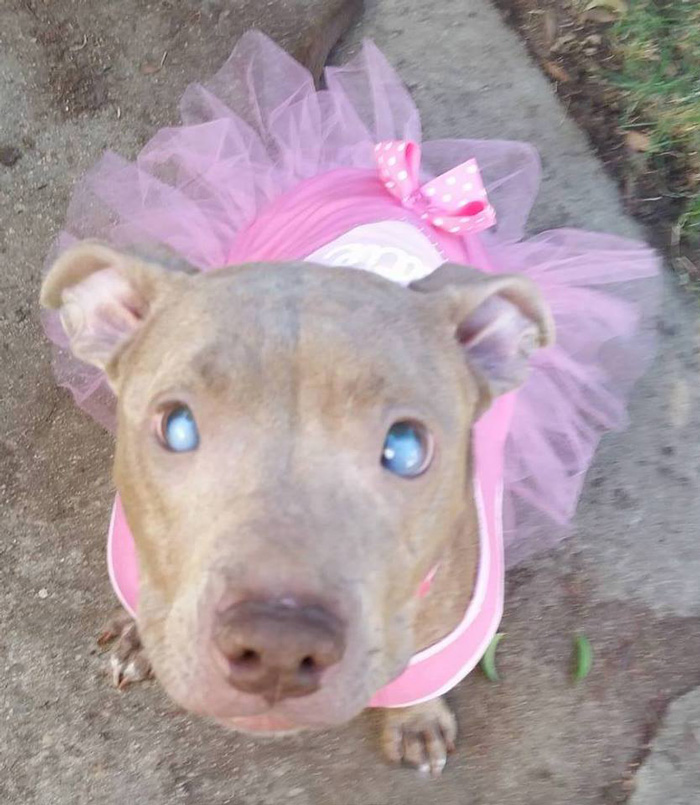 poly-perro-pitbull-ciego-abandonado-rescatado (7)