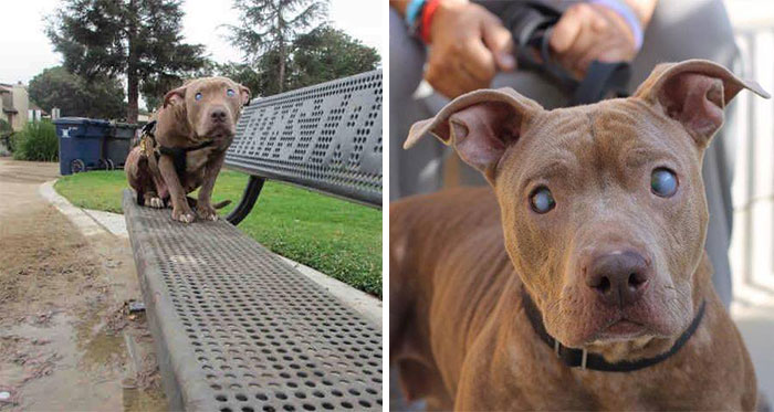 Una 2ª oportunidad para esta pitbull ciega abandonada en un parque tras dar a luz