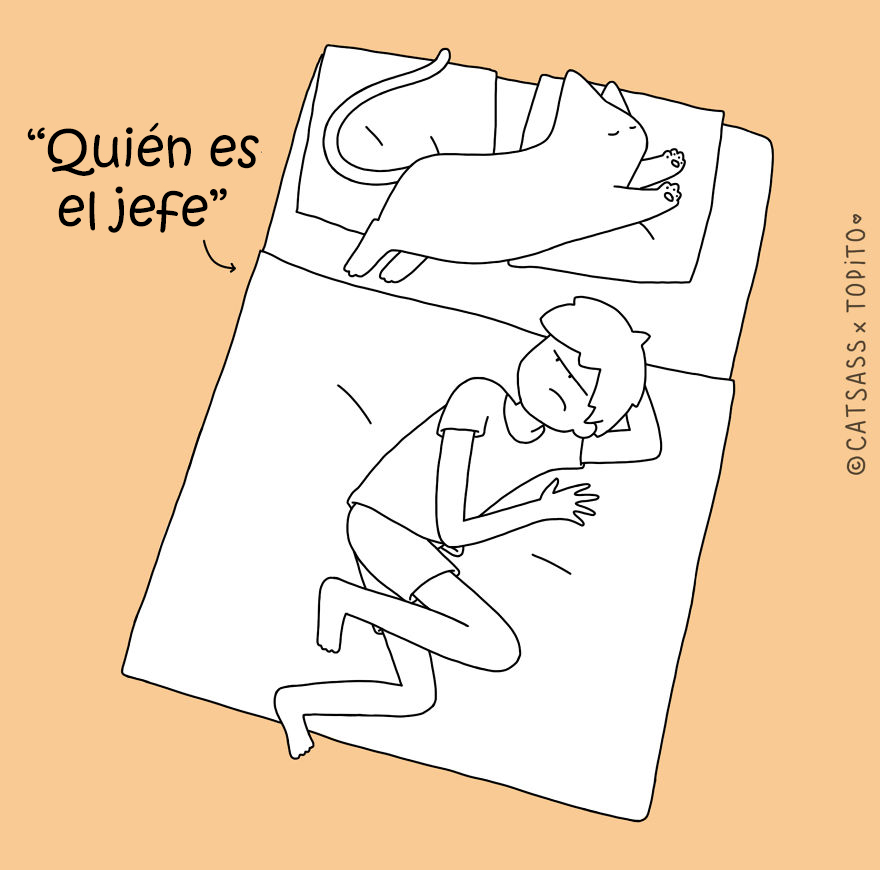 posturas-dormir-gato-catsass-2