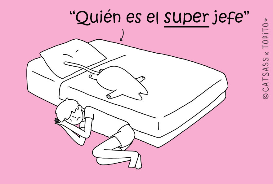 posturas-dormir-gato-catsass-7