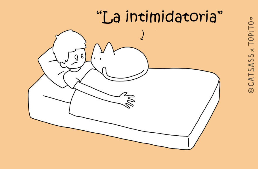 posturas-dormir-gato-catsass-9