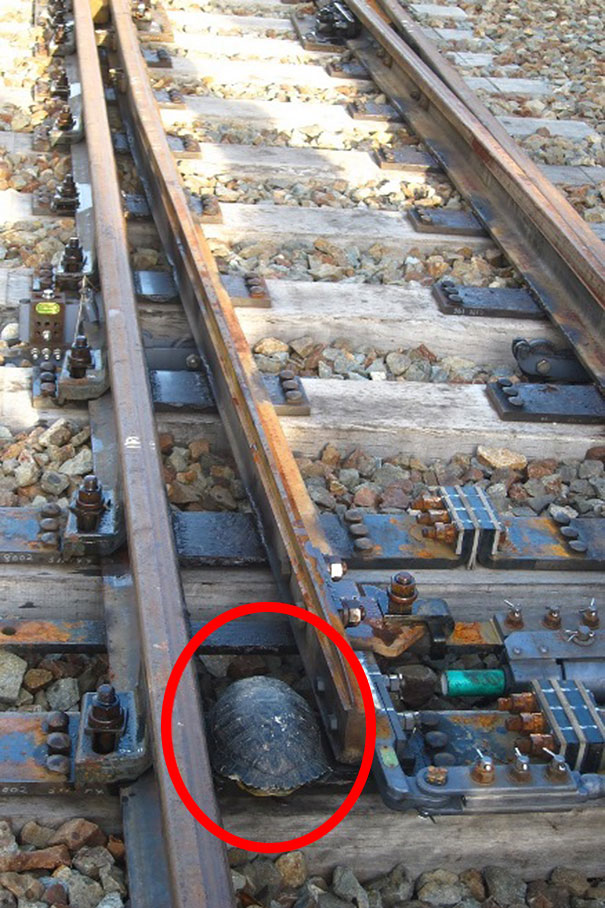 tuneles-para-proteger-tortugas-ferrocarriles-Japon (3)