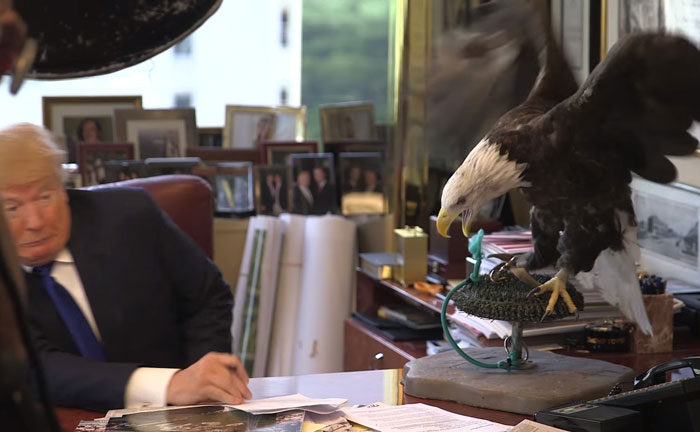 Donald Trump es atacado por un águila calva llamada Tío Sam