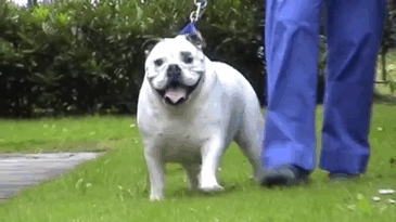 animales-obesos-perder-peso-pet-fit-club (1)