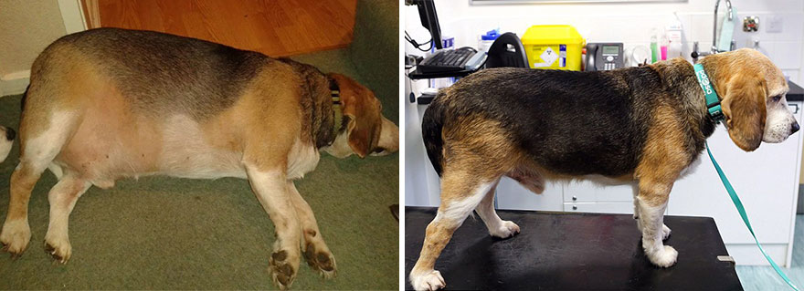 animales-obesos-perder-peso-pet-fit-club (1)